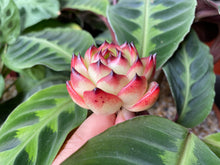 Load image into Gallery viewer, Echeveria Moon Stone best flower