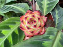 Load image into Gallery viewer, Moon Stone  flower