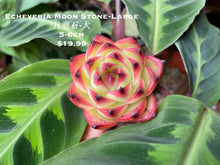 Load image into Gallery viewer, Echeveria Moon Stone