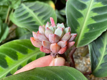 Load image into Gallery viewer, Echeveria Subcorymbosa Lau 030 flower