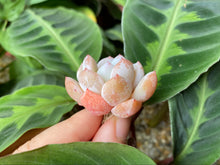 Load image into Gallery viewer, Echeveria Monroe image