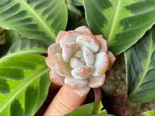 Load image into Gallery viewer, Echeveria Monroe flower