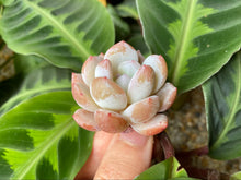 Load image into Gallery viewer, Echeveria Monroe white flower