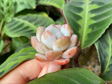 Load image into Gallery viewer, Monroe flower