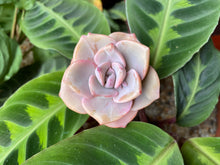 Load image into Gallery viewer, Graptoveria Mrs. Richards
