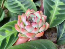 Load image into Gallery viewer, Echeveria pulidonis flower