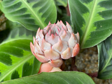 Load image into Gallery viewer, Echeveria mexensis Zaragosa