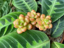 Load image into Gallery viewer, Sedum lucidum Obesum