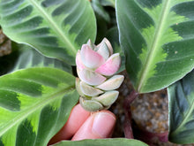 Load image into Gallery viewer, Crassula cv Moonglow image