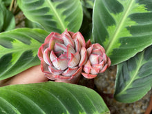 Load image into Gallery viewer, Echeveria Dark Ice flower