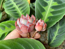 Load image into Gallery viewer, Echeveria Dark Ice flower