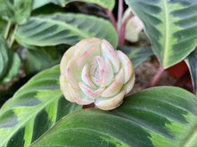 Load image into Gallery viewer, Echeveria Strawberry ice