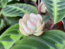 Load image into Gallery viewer, Echeveria Strawberry ice flower