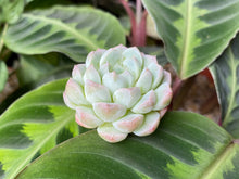 Load image into Gallery viewer, Echeveria Alba Beauty flower