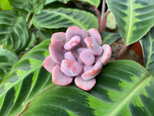 Load image into Gallery viewer, Echeveria Cupid flower