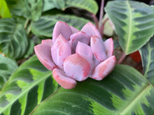 Load image into Gallery viewer, Echeveria Cupid flower