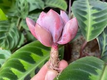 Load image into Gallery viewer, Echeveria Cupid image