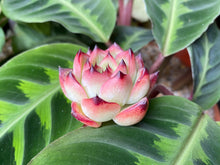 Load image into Gallery viewer, Echeveria Fire Pillar flower