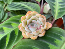 Load image into Gallery viewer, Echeveria Fiona
