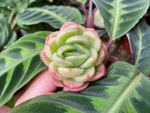Load image into Gallery viewer, Echeveria agavoides sp flower