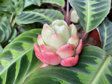 Load image into Gallery viewer, Echeveria agavoides sp image