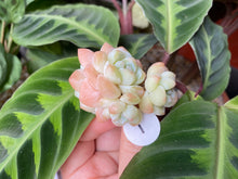 Load image into Gallery viewer, Echeveria Ice green - Cluster