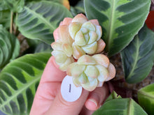 Load image into Gallery viewer, Echeveria Ice green - Cluster image