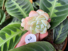 Load image into Gallery viewer, Echeveria Ice green
