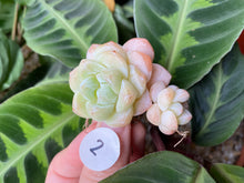 Load image into Gallery viewer, Echeveria Ice green - Cluster