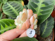 Load image into Gallery viewer, Cluster flower