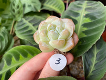 Load image into Gallery viewer, Cluster