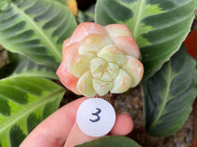 Load image into Gallery viewer, Echeveria Ice green - Cluster | 冰玉群