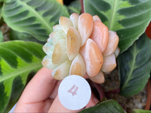 Load image into Gallery viewer, Echeveria Ice green - Cluster | 冰玉群