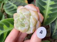 Load image into Gallery viewer, Echeveria Ice green - Cluster | 冰玉群