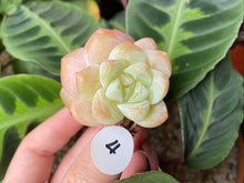 Load image into Gallery viewer, Echeveria Ice green - Cluster | 冰玉群