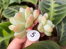 Load image into Gallery viewer, Echeveria Ice green - Cluster | 冰玉群