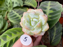 Load image into Gallery viewer, Echeveria Ice green - Cluster | 冰玉群