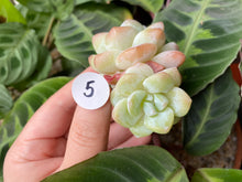 Load image into Gallery viewer, Echeveria Ice green - Cluster | 冰玉群