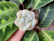 Load image into Gallery viewer, Echeveria Ice green - Single Head | 冰玉-单头