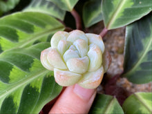 Load image into Gallery viewer, Echeveria Ice green - Single Head | 冰玉-单头