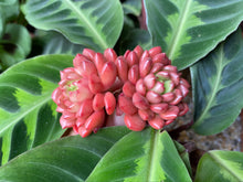 Load image into Gallery viewer, Sedeveria pink ruby