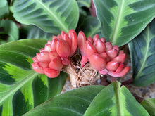 Load image into Gallery viewer, Sedeveria pink ruby image