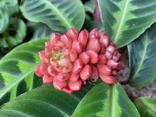 Load image into Gallery viewer, Sedeveria pink ruby flower