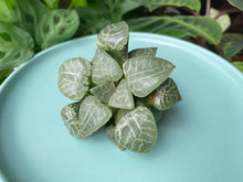 Load image into Gallery viewer, Haworthia emelyae var. comptoniana green plant