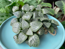 Load image into Gallery viewer, Haworthia emelyae var. comptoniana plant