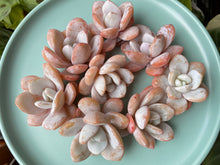 Load image into Gallery viewer, Echeveria laui