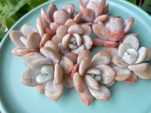 Load image into Gallery viewer, Echeveria laui flower