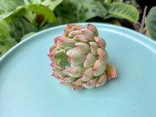 Load image into Gallery viewer, Echeveria Mexensis Zalagosa sp image