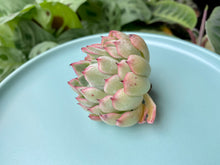 Load image into Gallery viewer, Echeveria Mexensis Zalagosa sp flower
