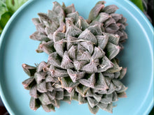 Load image into Gallery viewer, Haworthia 'White Fox'